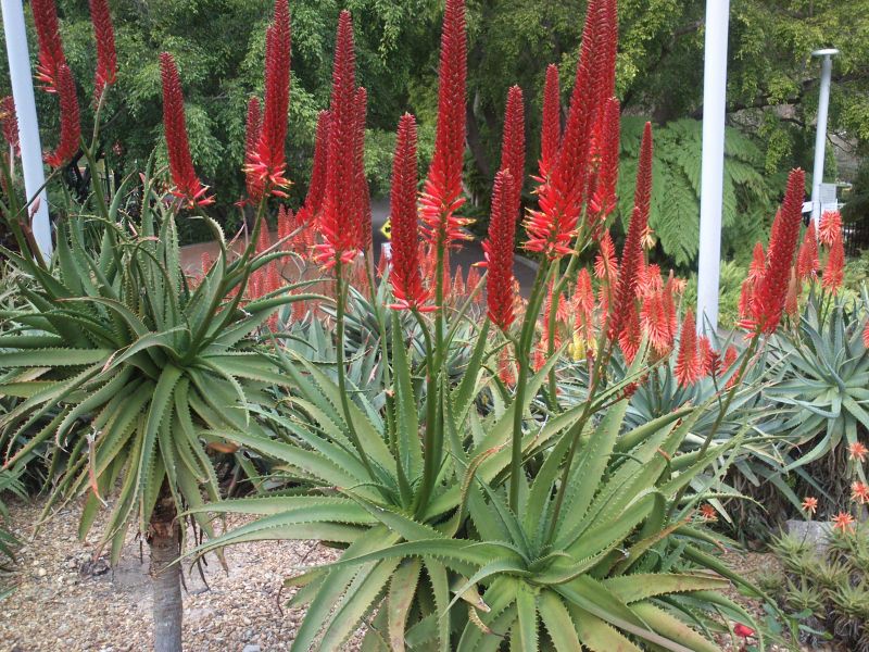Aloe "Erik the Red"
