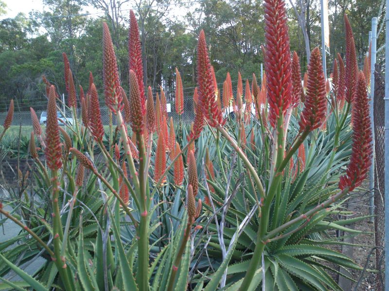 Aloe "Erik the Red"