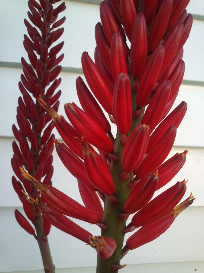 Aloe "Erik the Red" flower close up