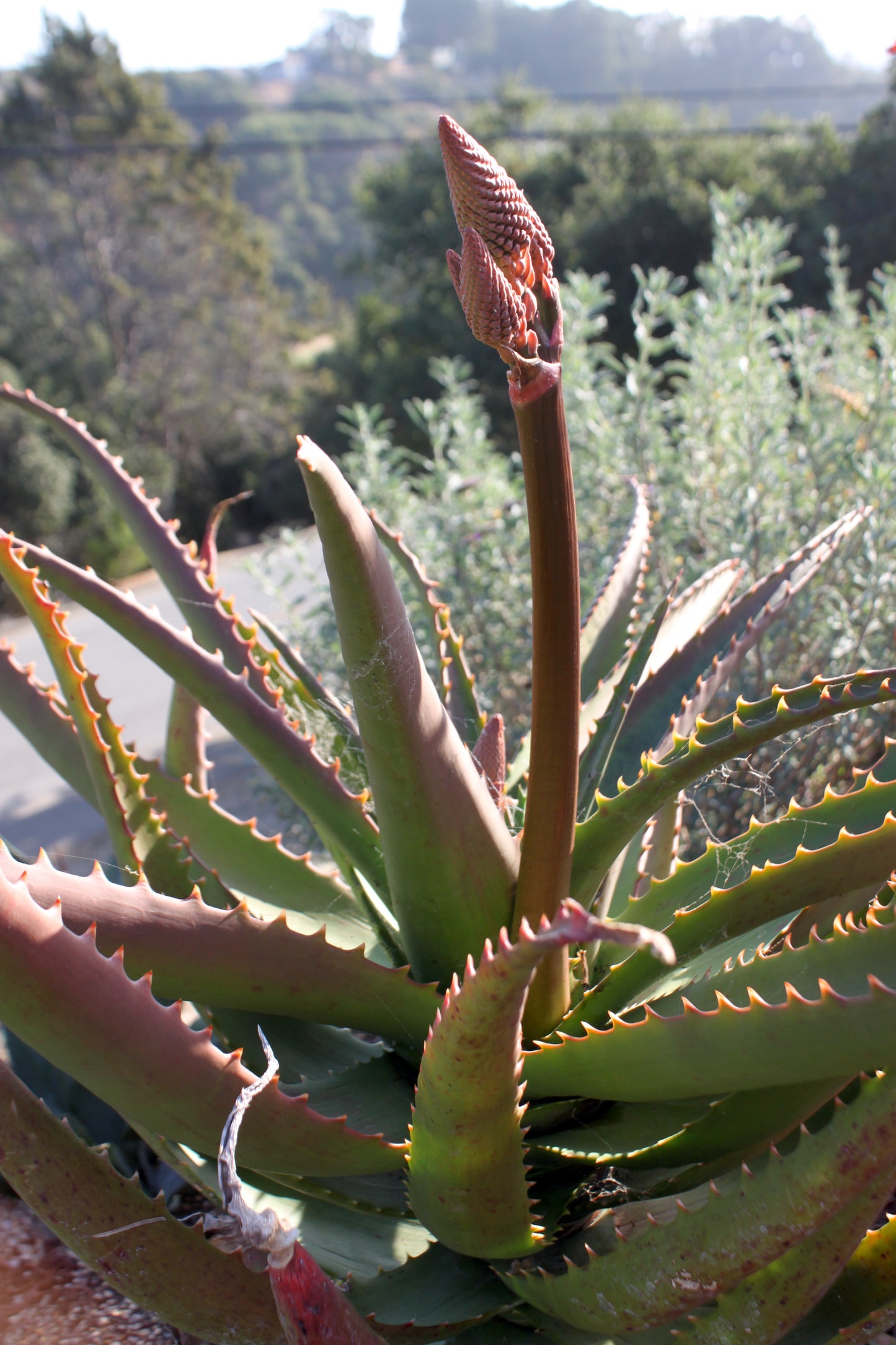 Aloe "Erik the Red" flower stalk