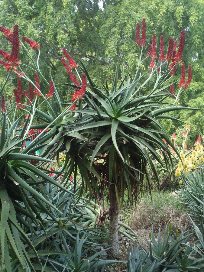 Aloe "Erik the Red" - 5ga