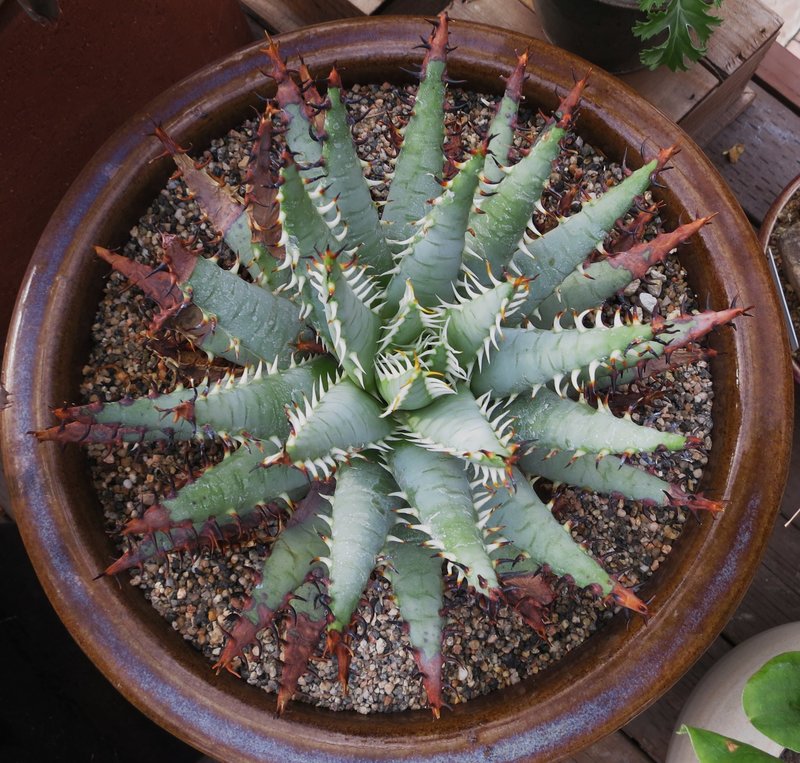 Aloe erinacea