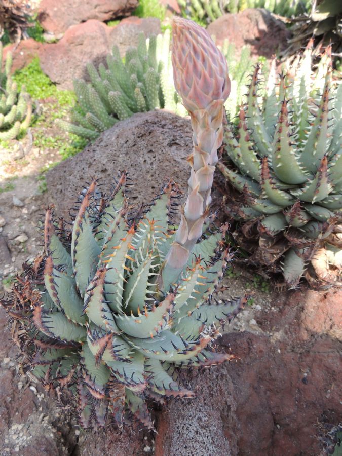 Aloe erinacea