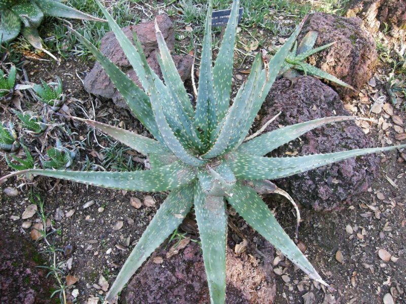 Aloe esculenta