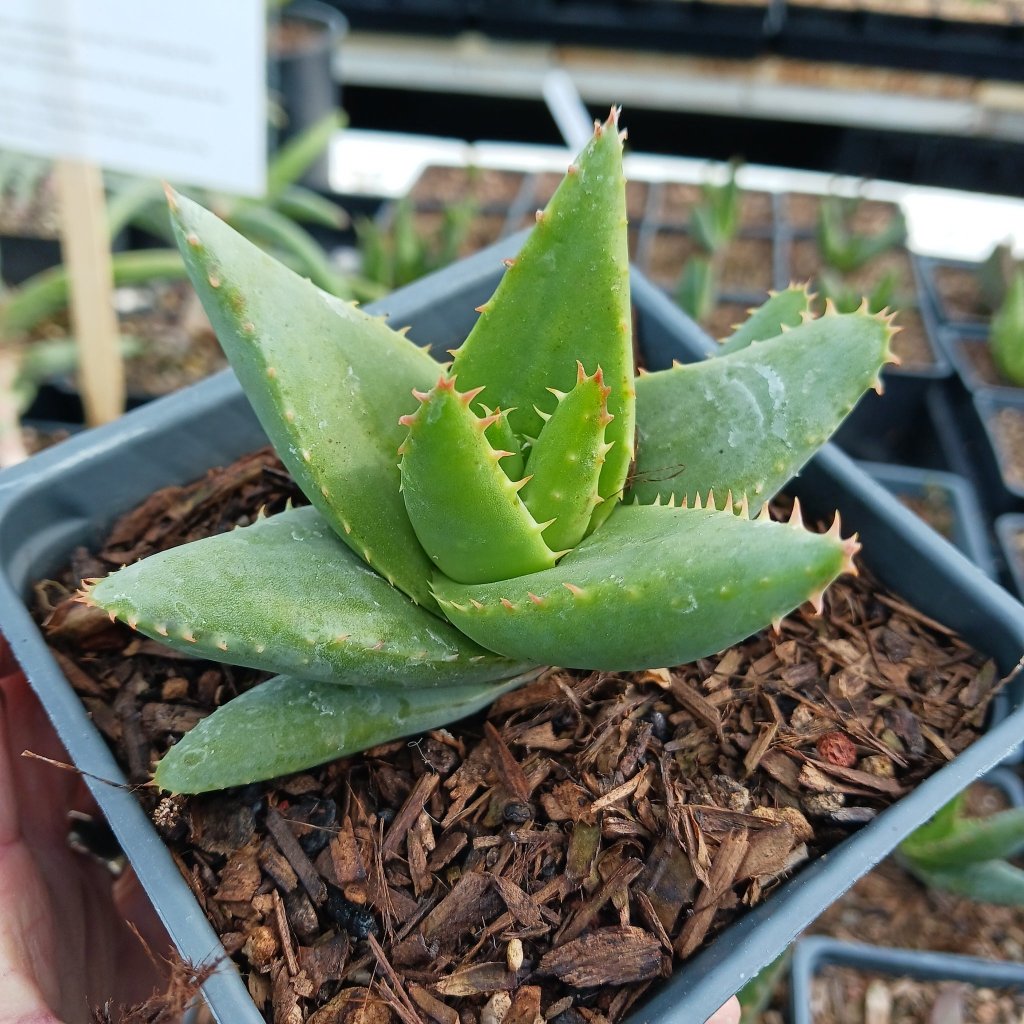 Aloe falcata