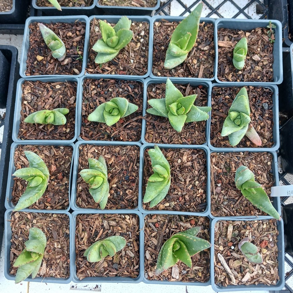flat of Aloe falcata