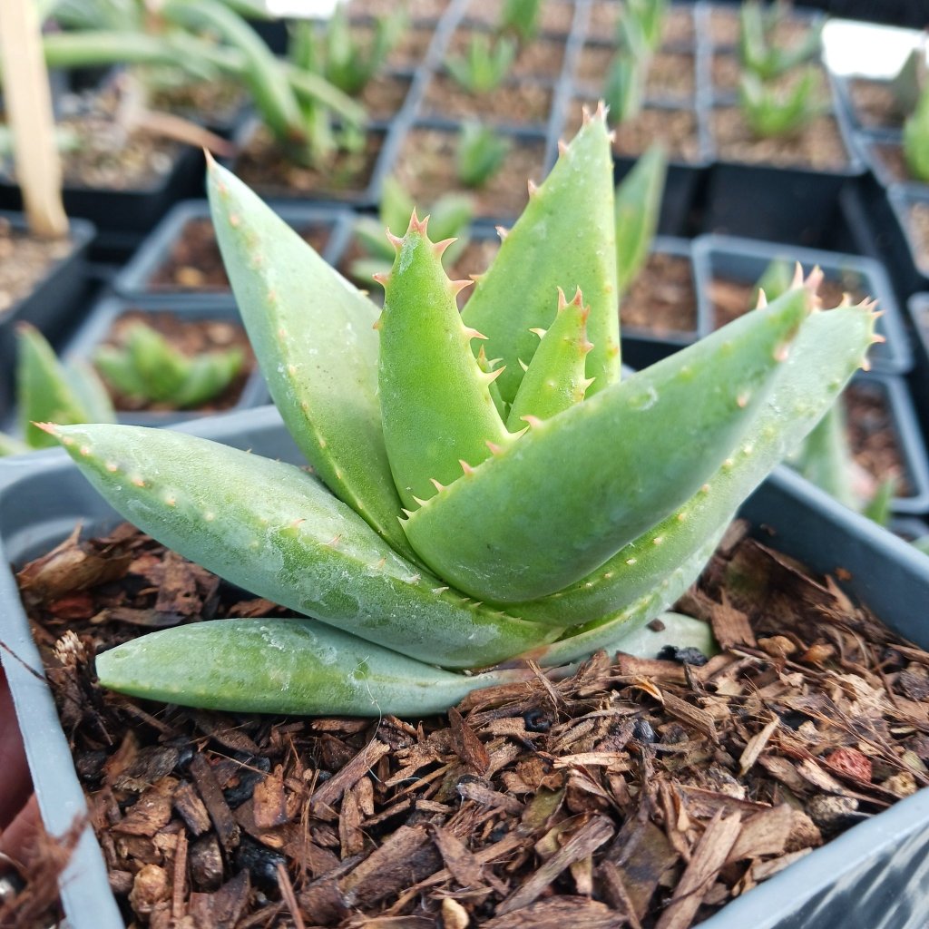 A young Aloe falcata in 4 inch container