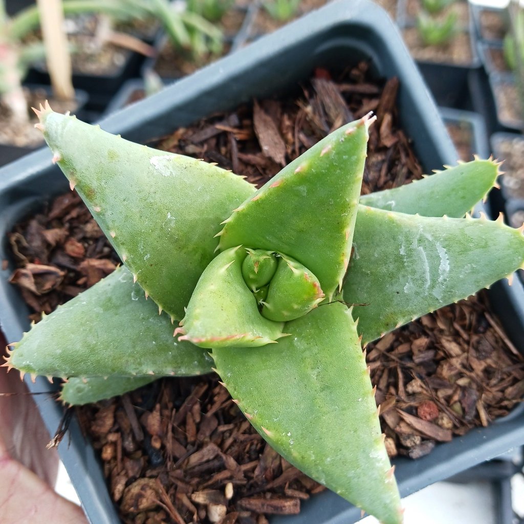 Aloe falcata in 4in pot viewed from above
