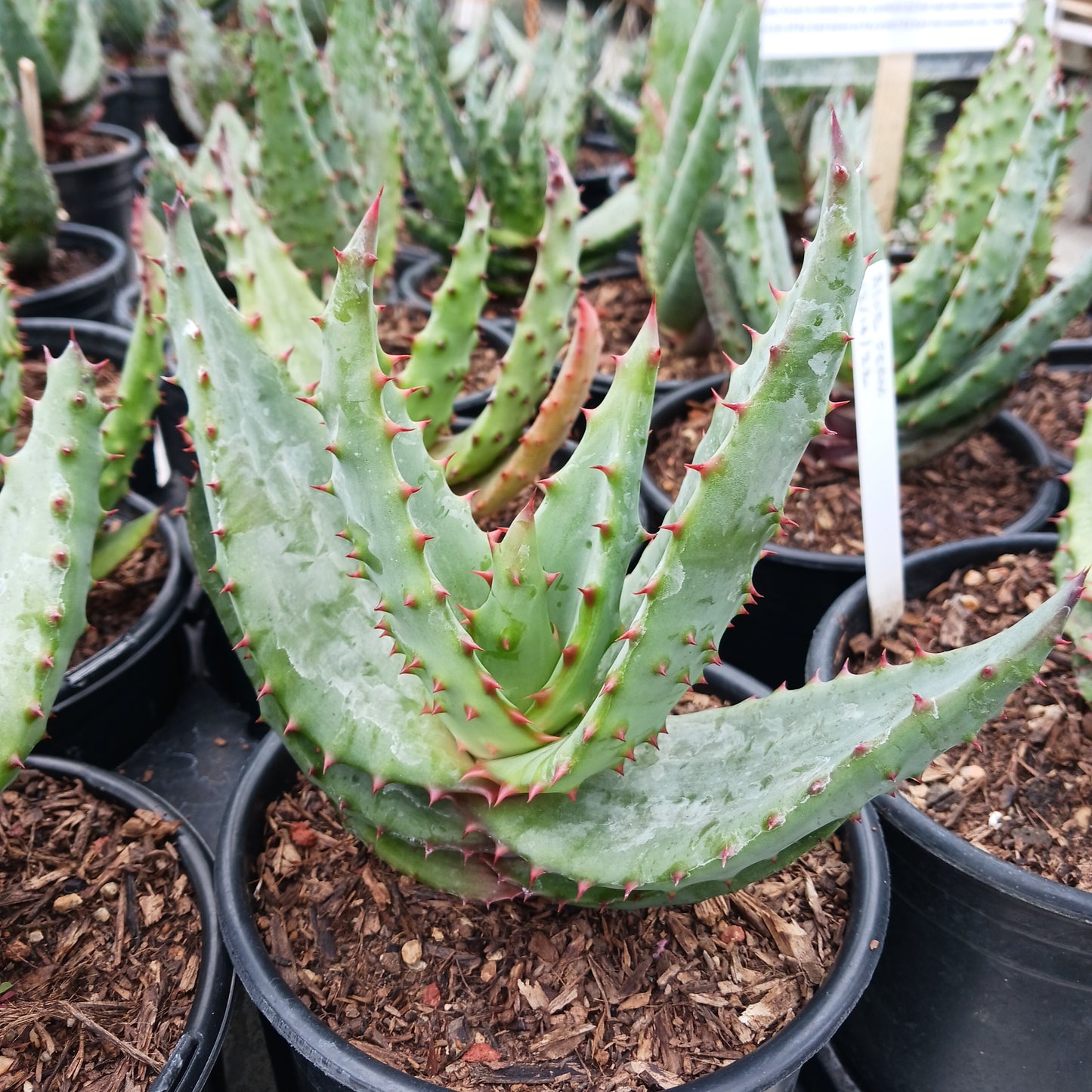 Aloe ferox - 1ga