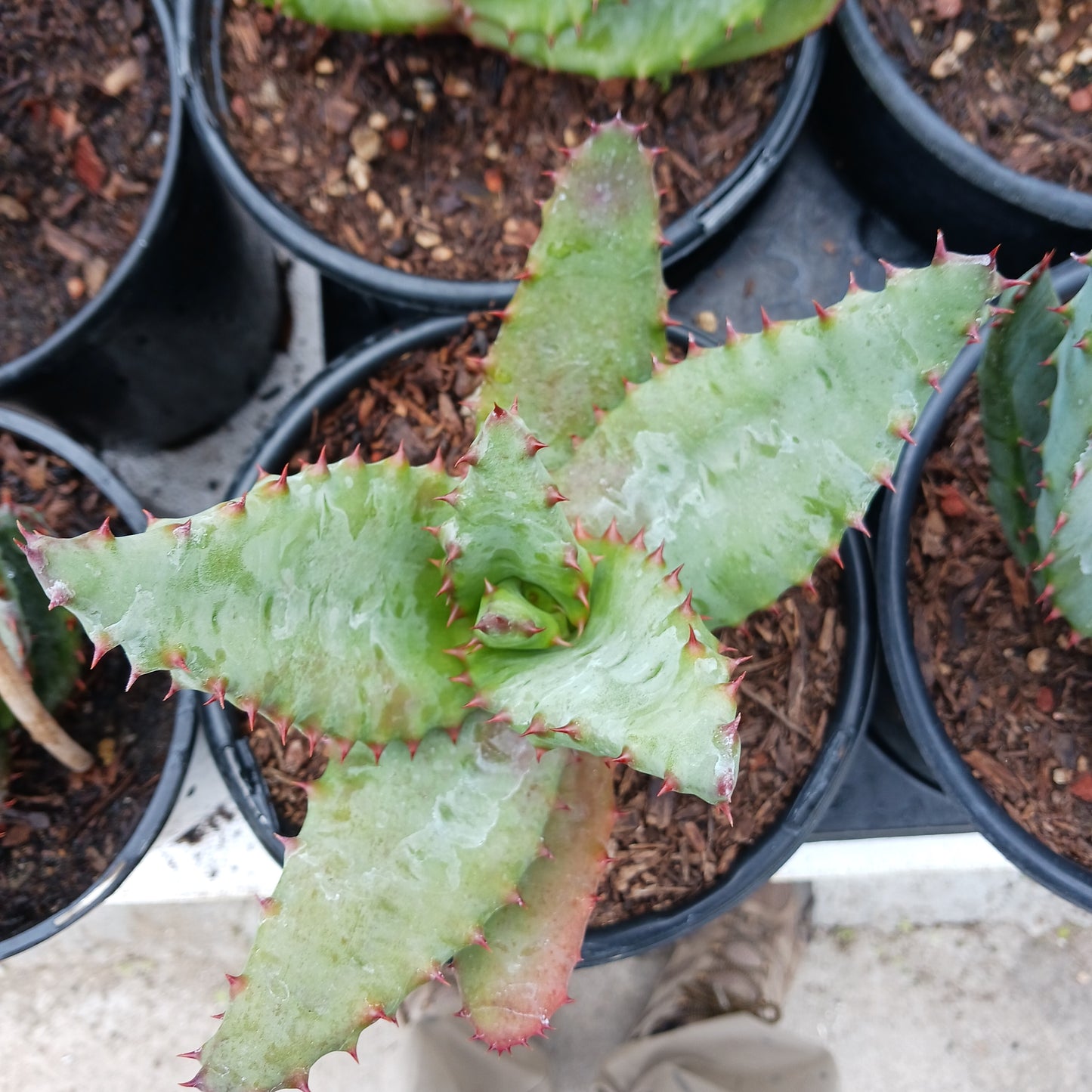 Aloe ferox - 1ga