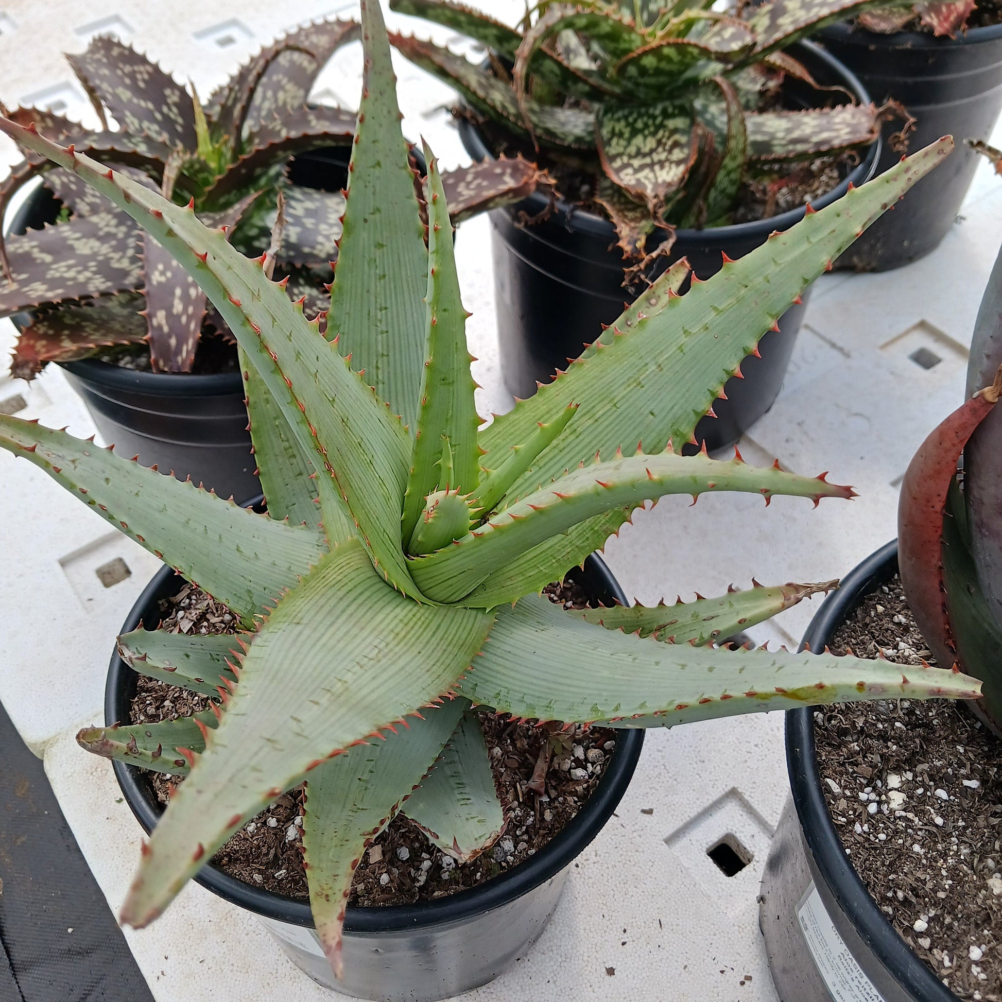 Aloe glauca "Namaqualand"