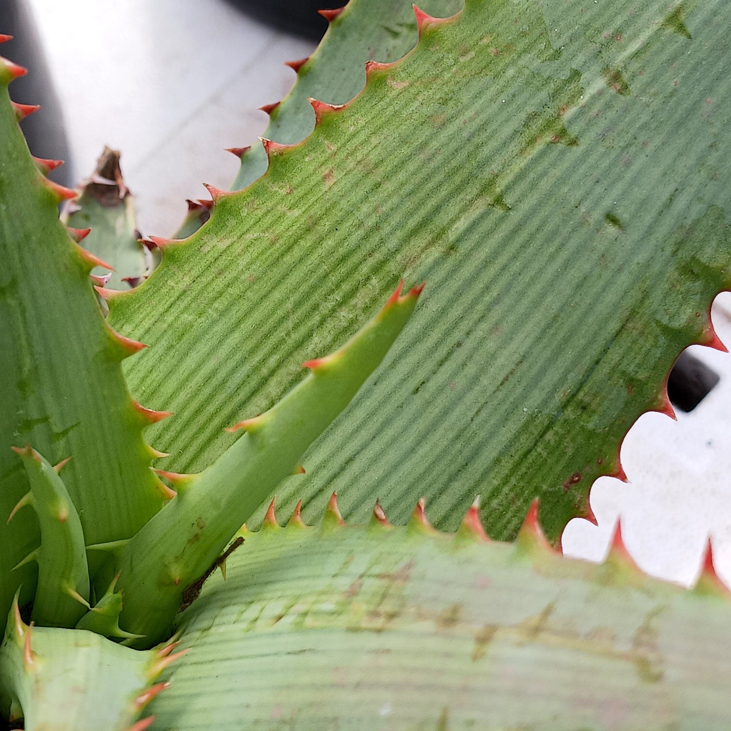 Aloe glauca "Namaqualand" - 2ga