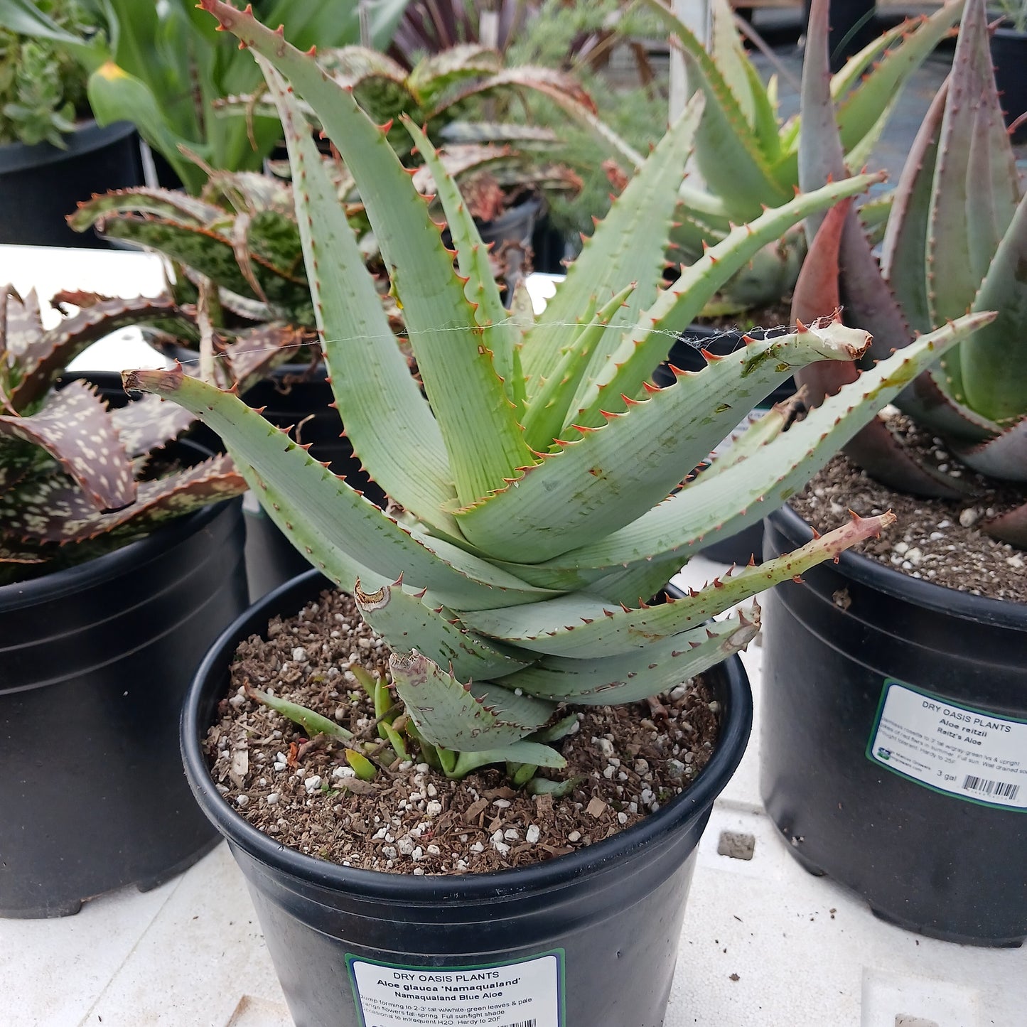 Aloe glauca "Namaqualand"