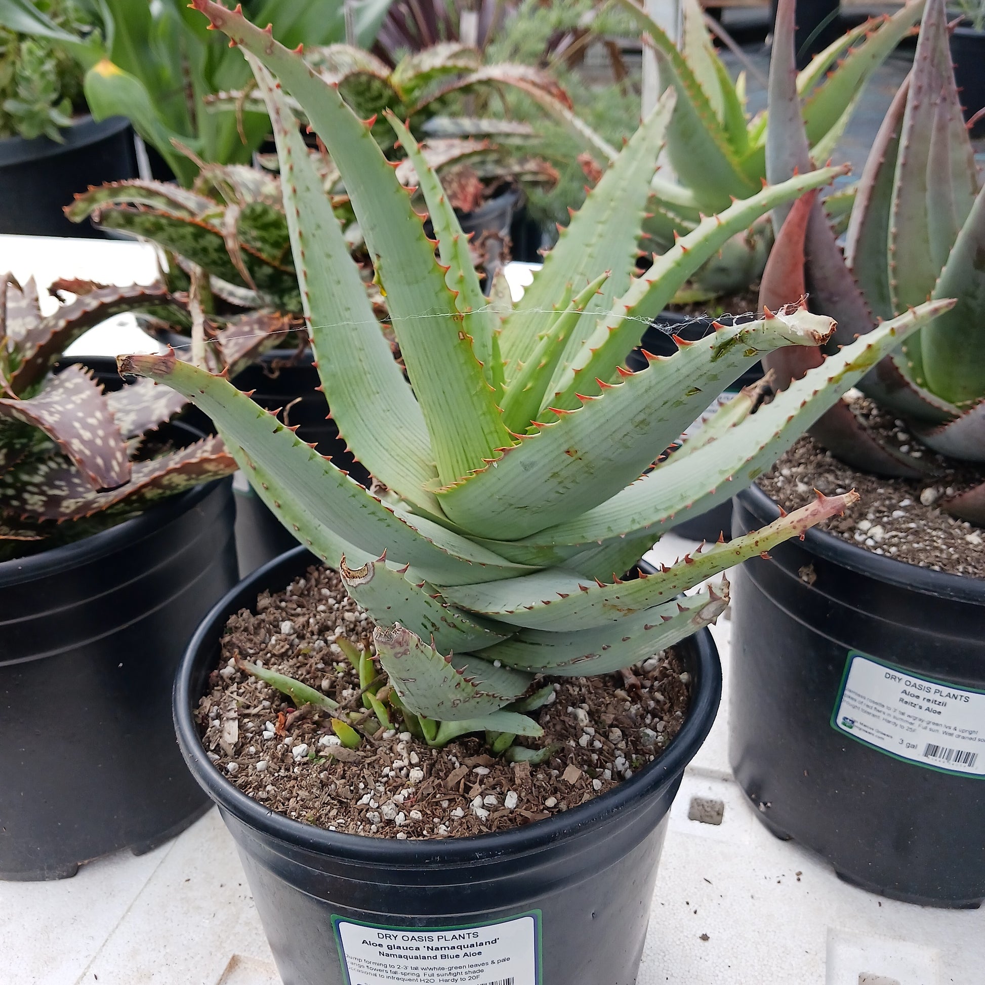 Aloe glauca "Namaqualand"
