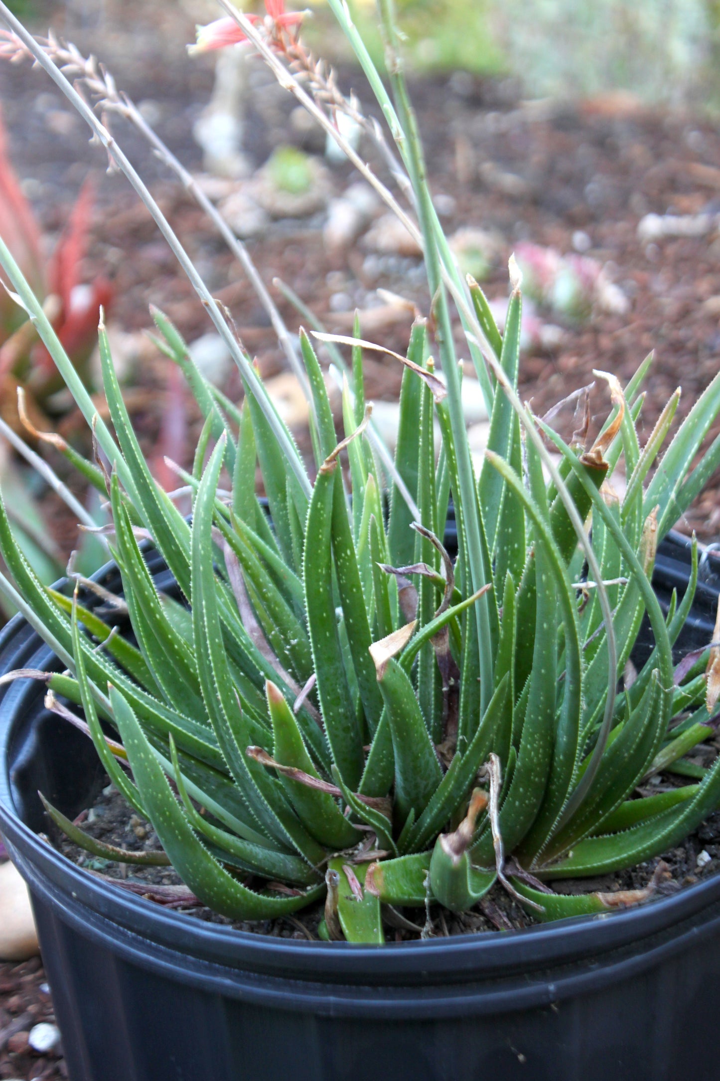 Aloe "Grassy Lassie" - 4in