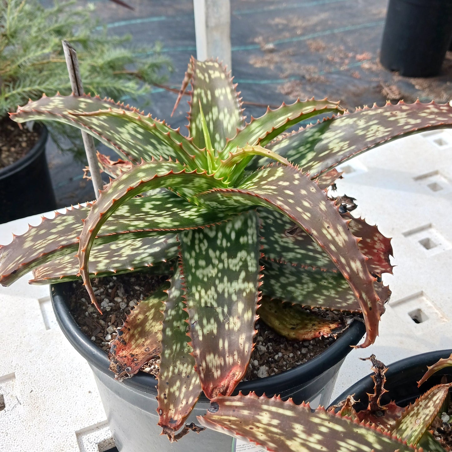 Aloe greenii in 3 ga nursery pot
