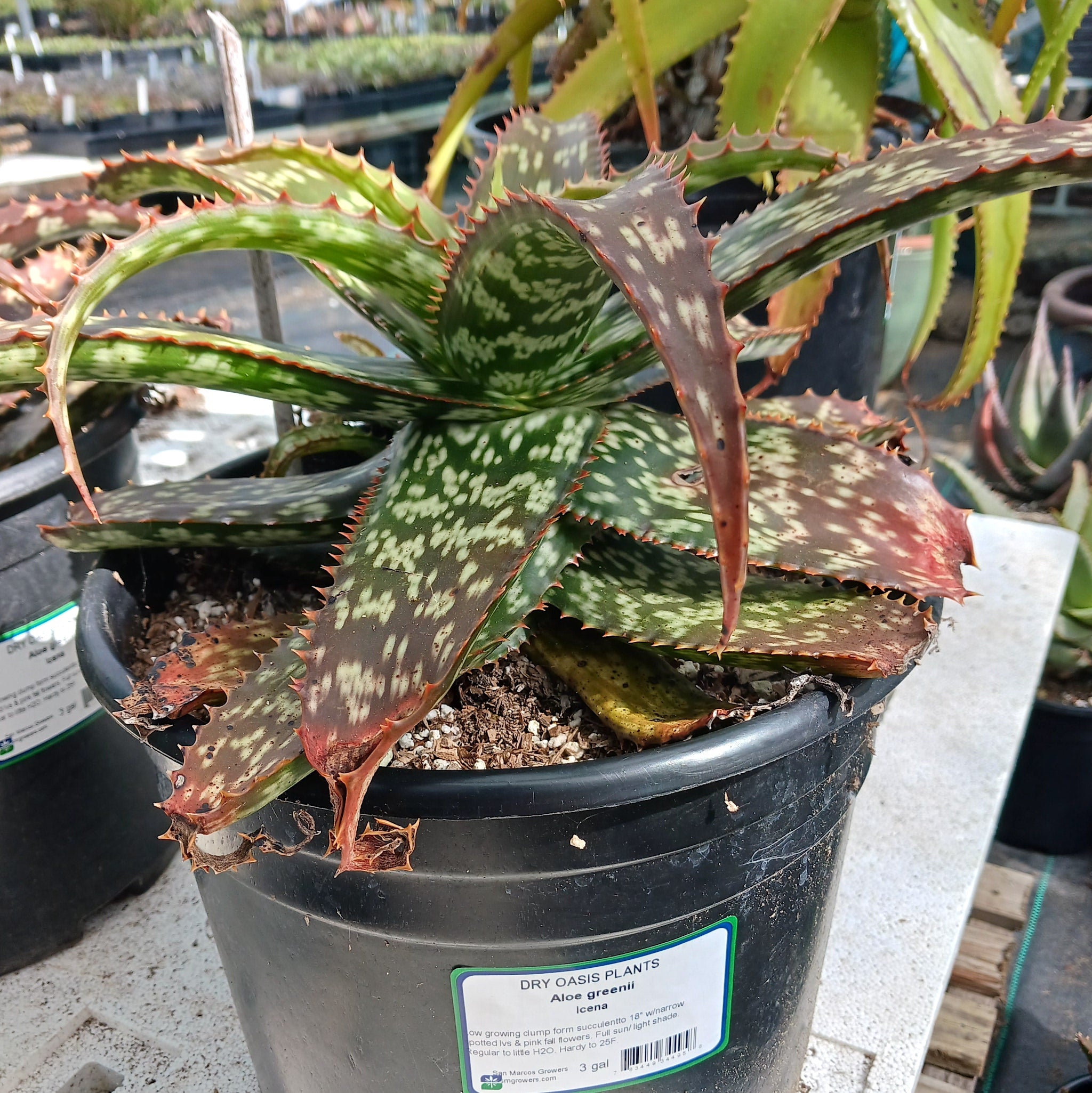 dark green aloe succulent Aloe greenii