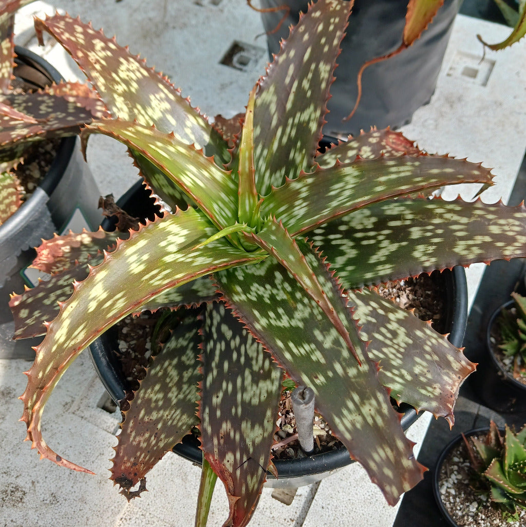 Aloe greenii in 3 ga nursery pot