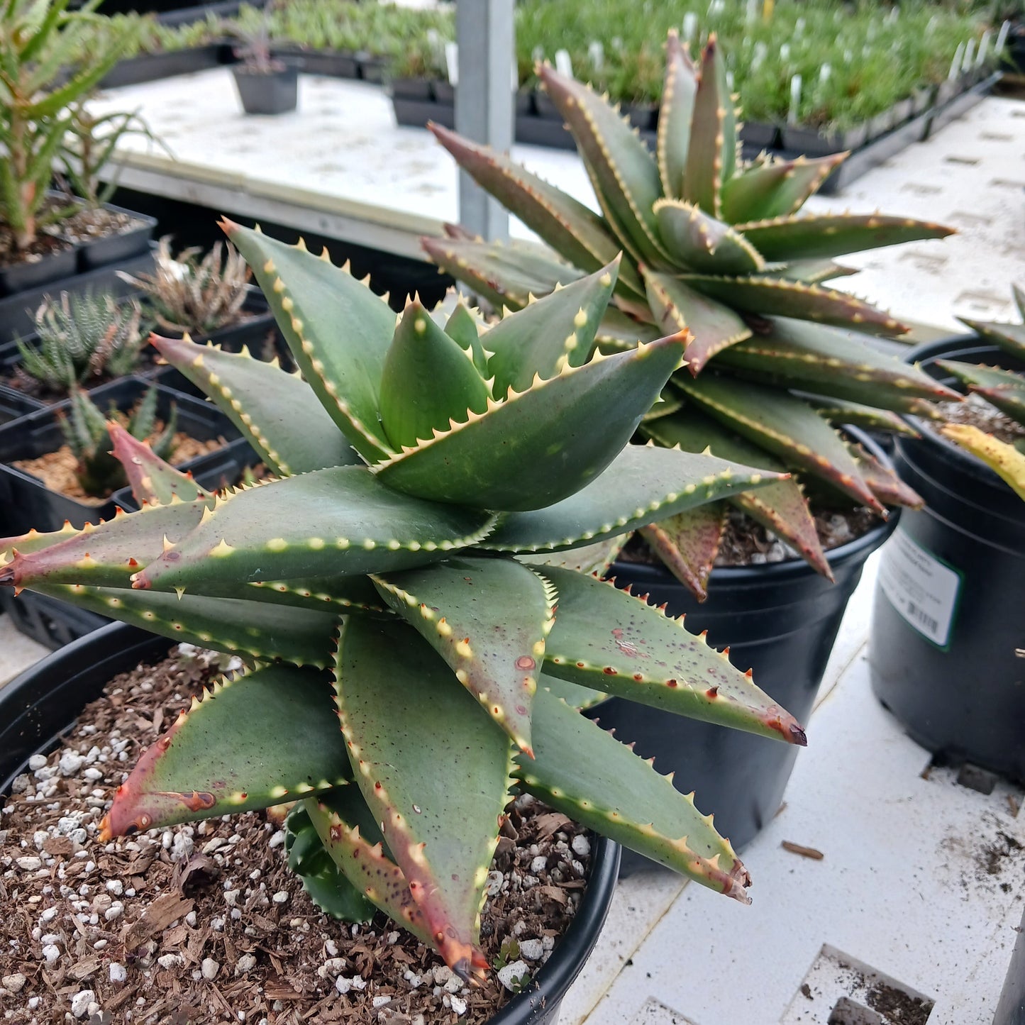 Aloe Hellskloof Bells