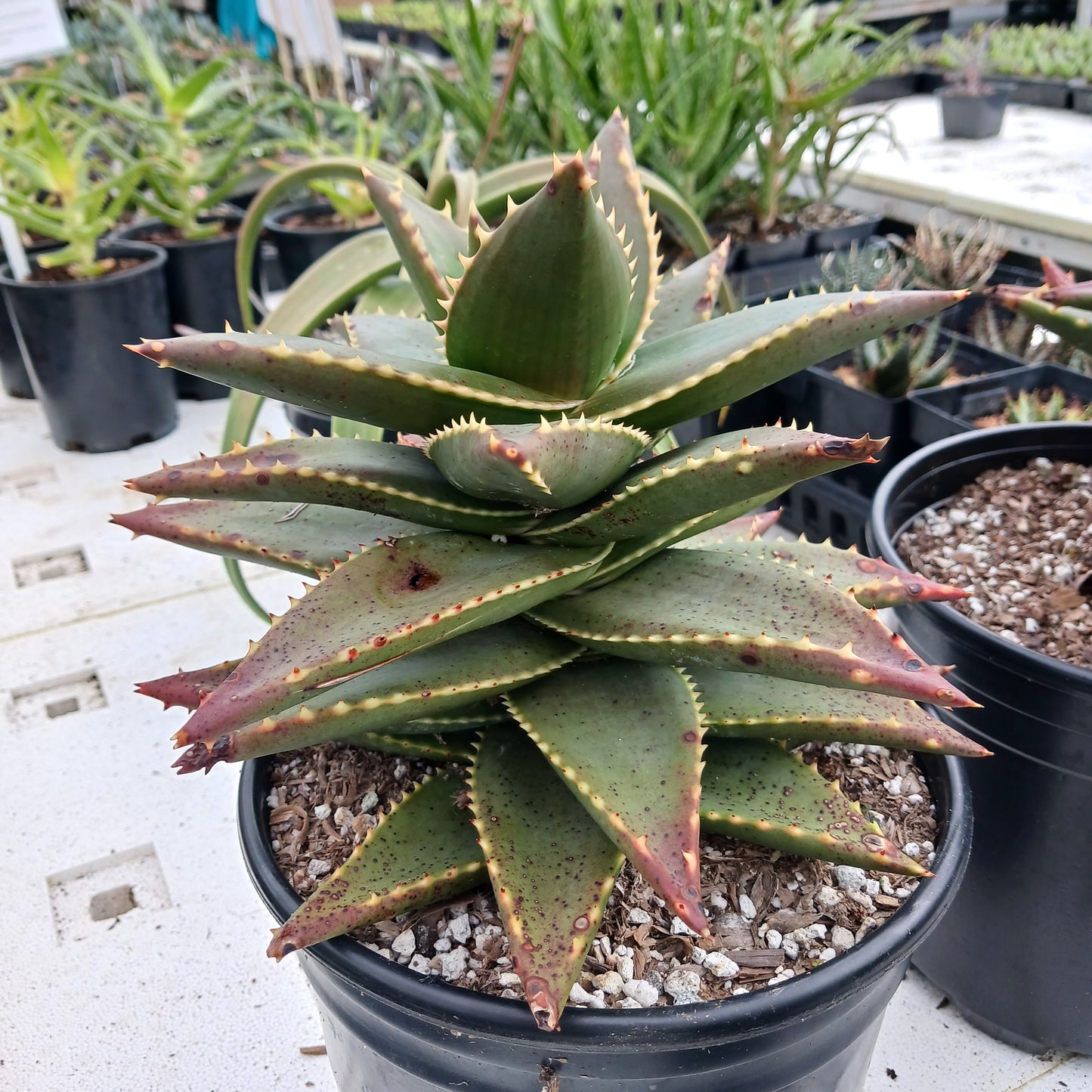 side view of Aloe Hellskloof Bells