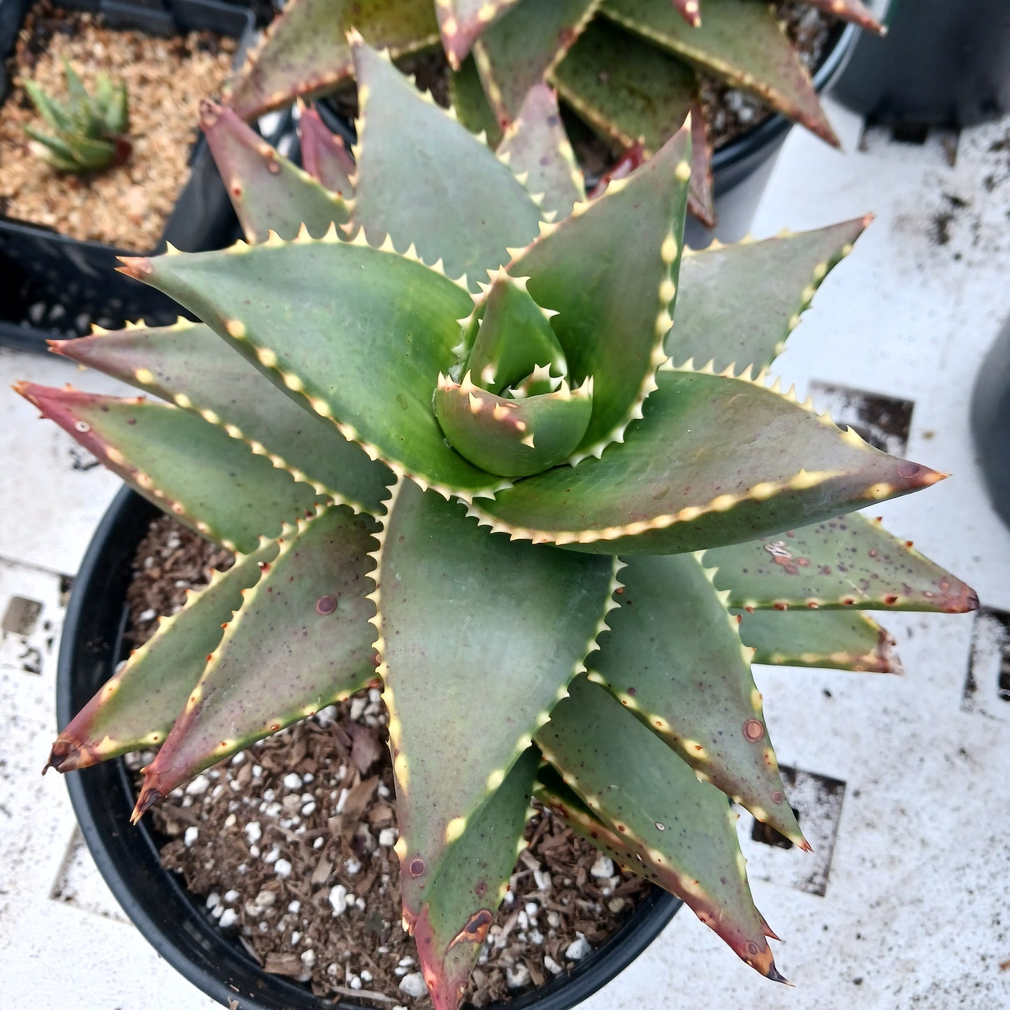 top view of Aloe Hellskloof Bells