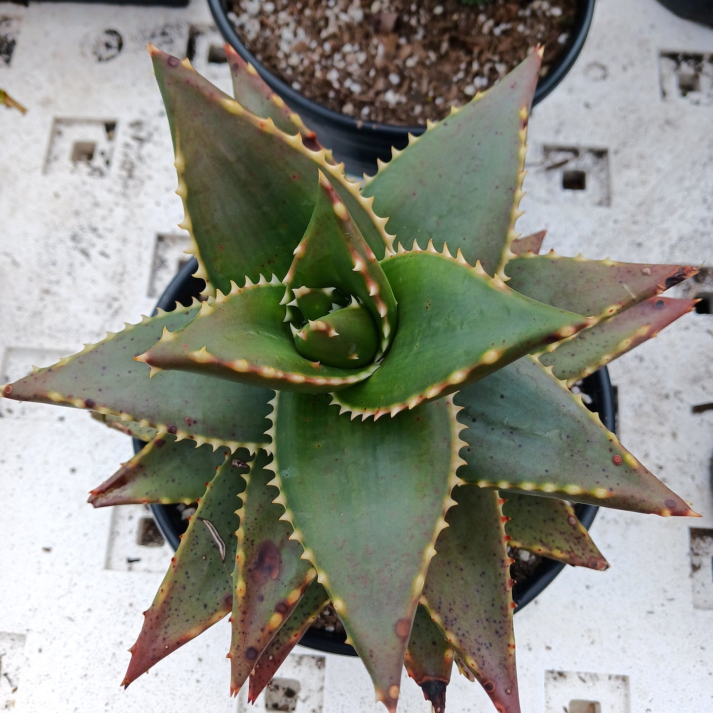 top view of Aloe Hellskloof Bells