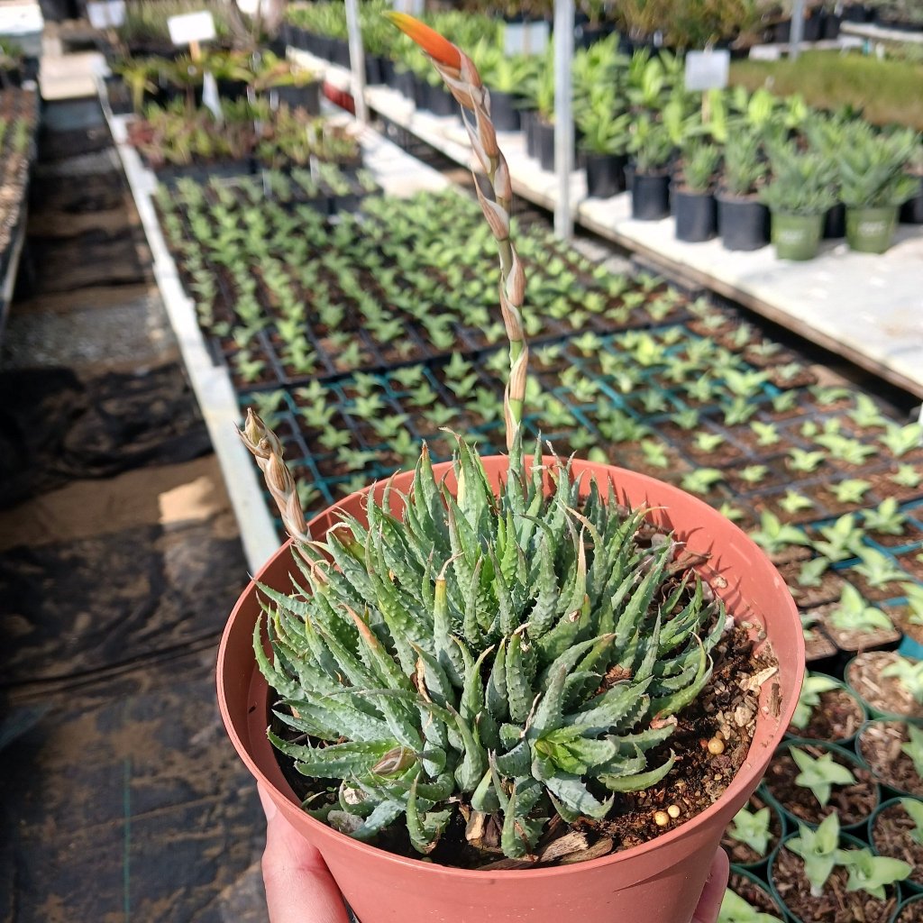 Aloe humilis in 4 in nursery pot