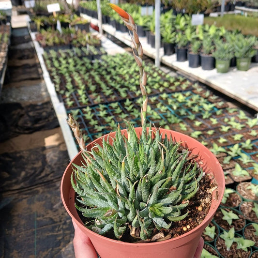 Aloe humilis in 4 in nursery pot