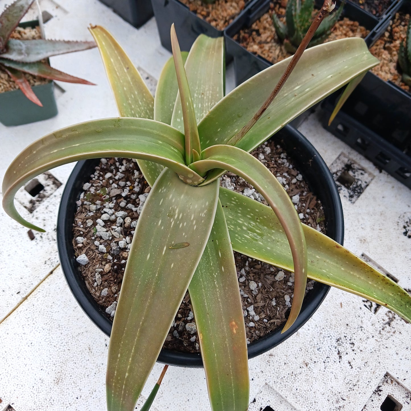 top view of Aloe inermis in a 2ga nursery pot