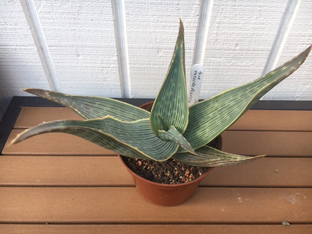 aloe sansevieria Aloe striata subsp. karasbergensis