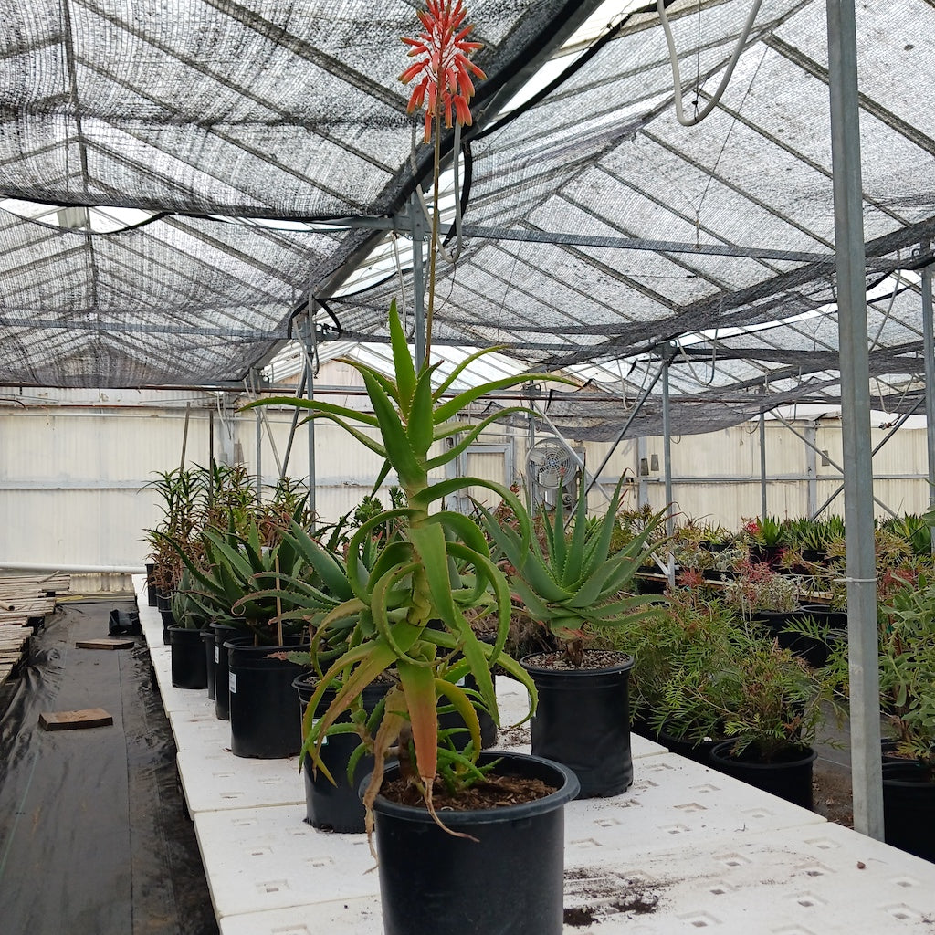 aloe kedongensis in flower