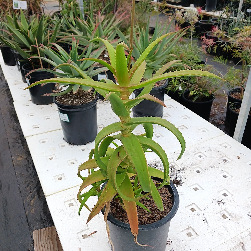 aloe kedongensis