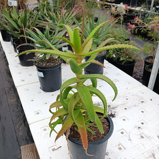 aloe kedongensis