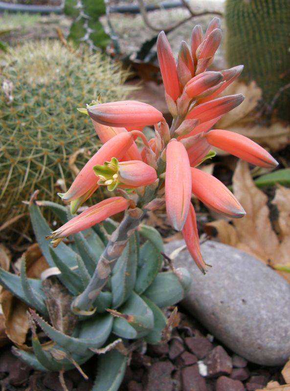 Aloe krapohliana flower