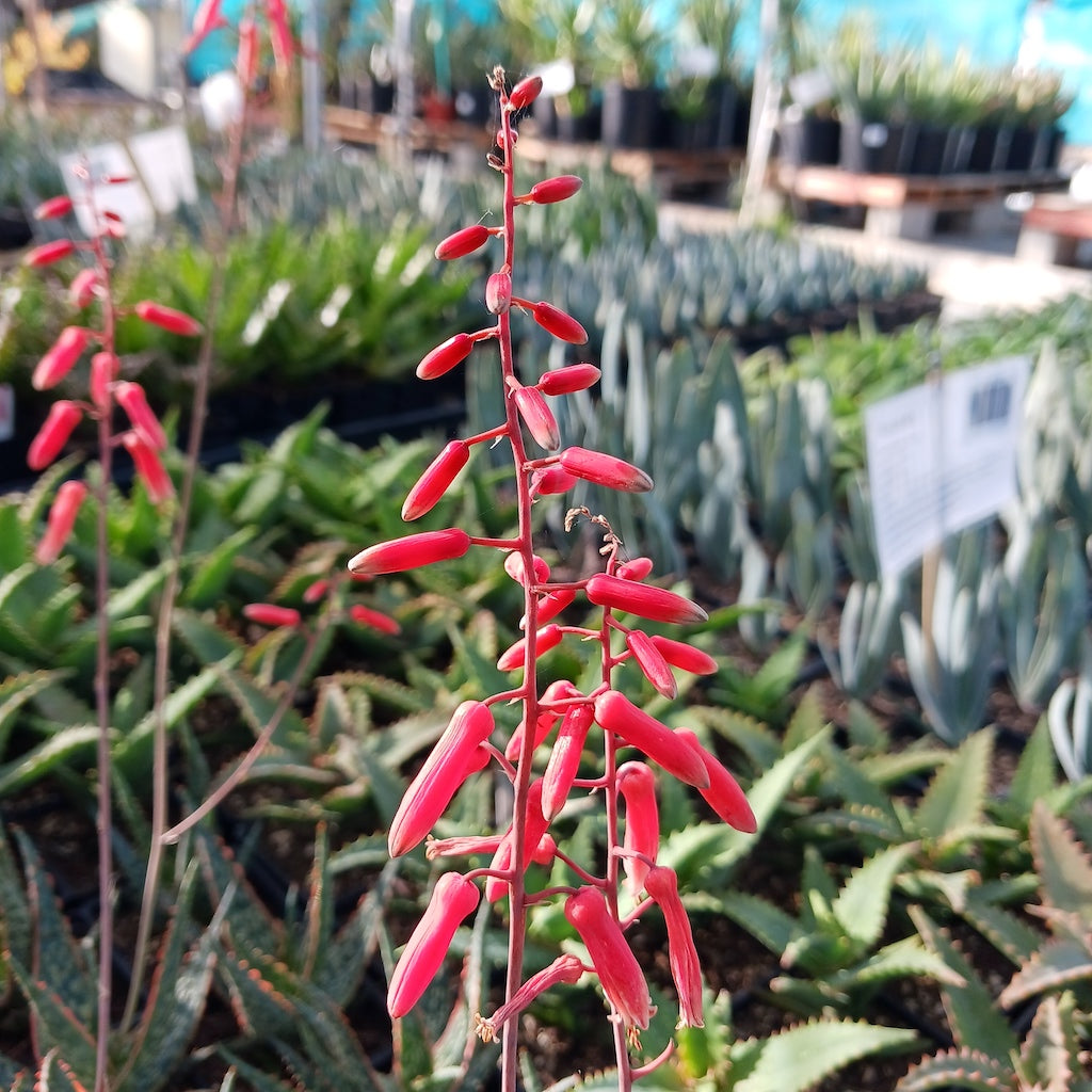 Aloe "Lavender" flower