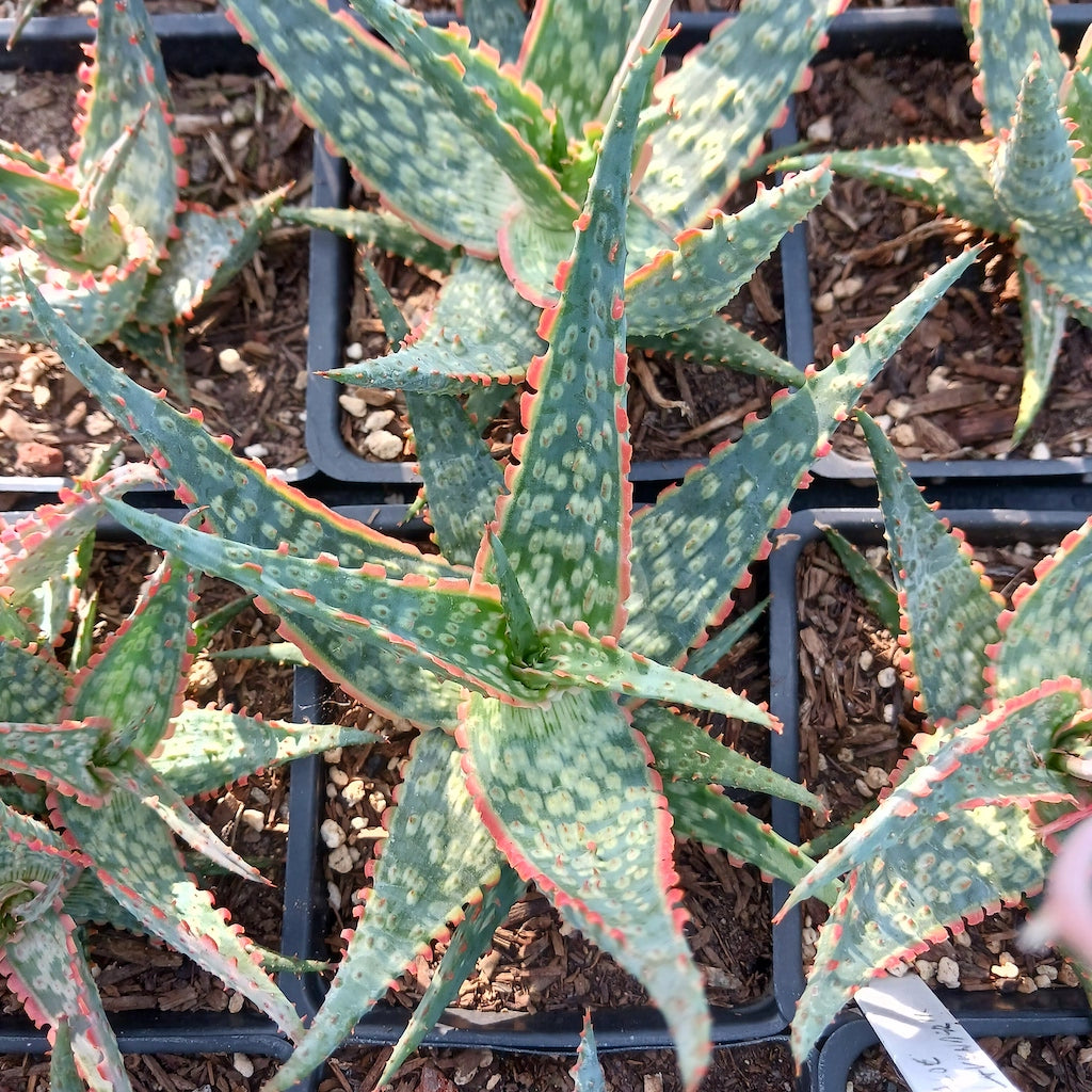Aloe "Lavender" overhead view in 4 inch container