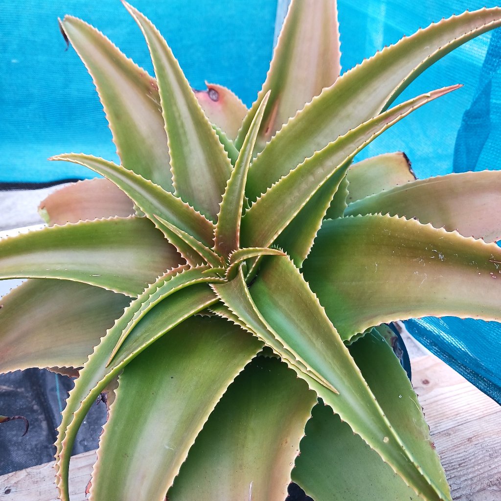 Aloe lukeana