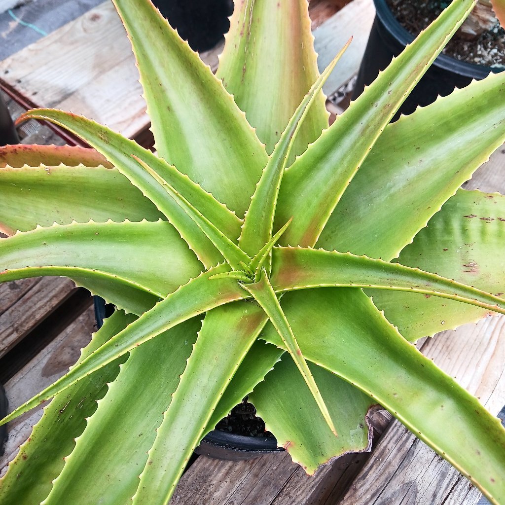 top view of Aloe lukeana