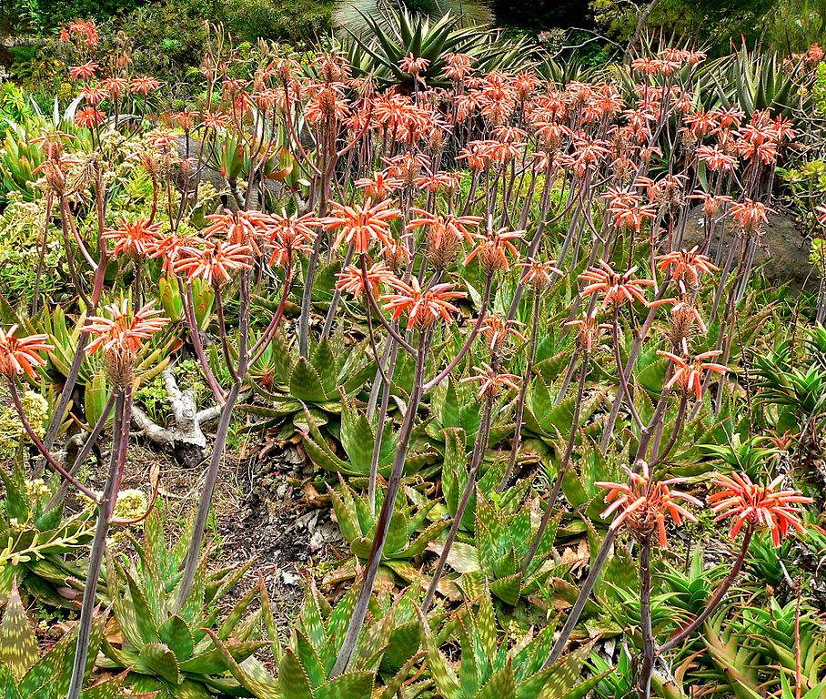 large colony of Aloe maculata