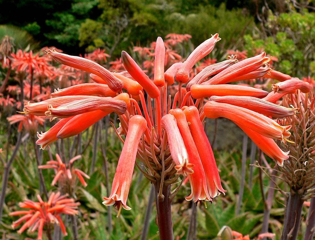 Aloe maculata flower close up