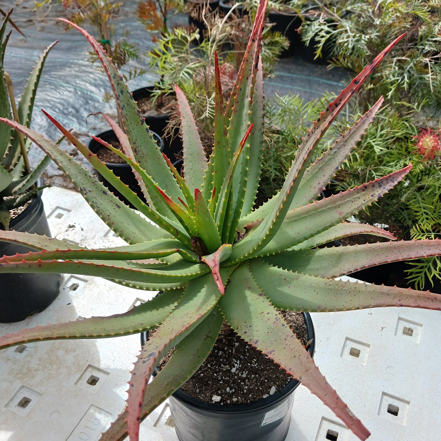 Aloe "Malibu Peach" in 5ga nursery container