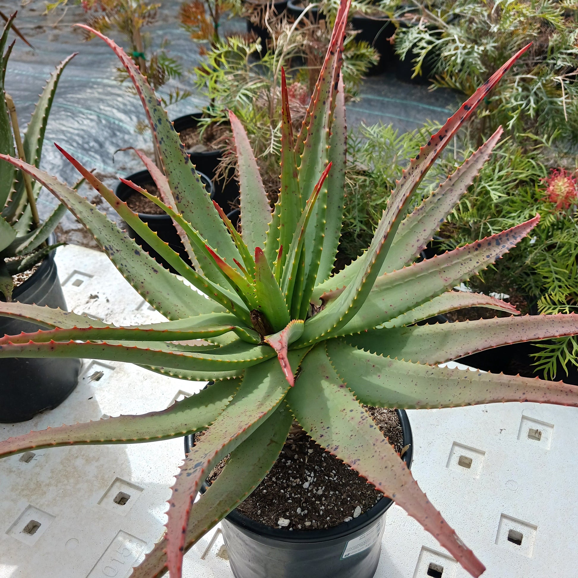 Aloe "Malibu Peach" in 5ga nursery container