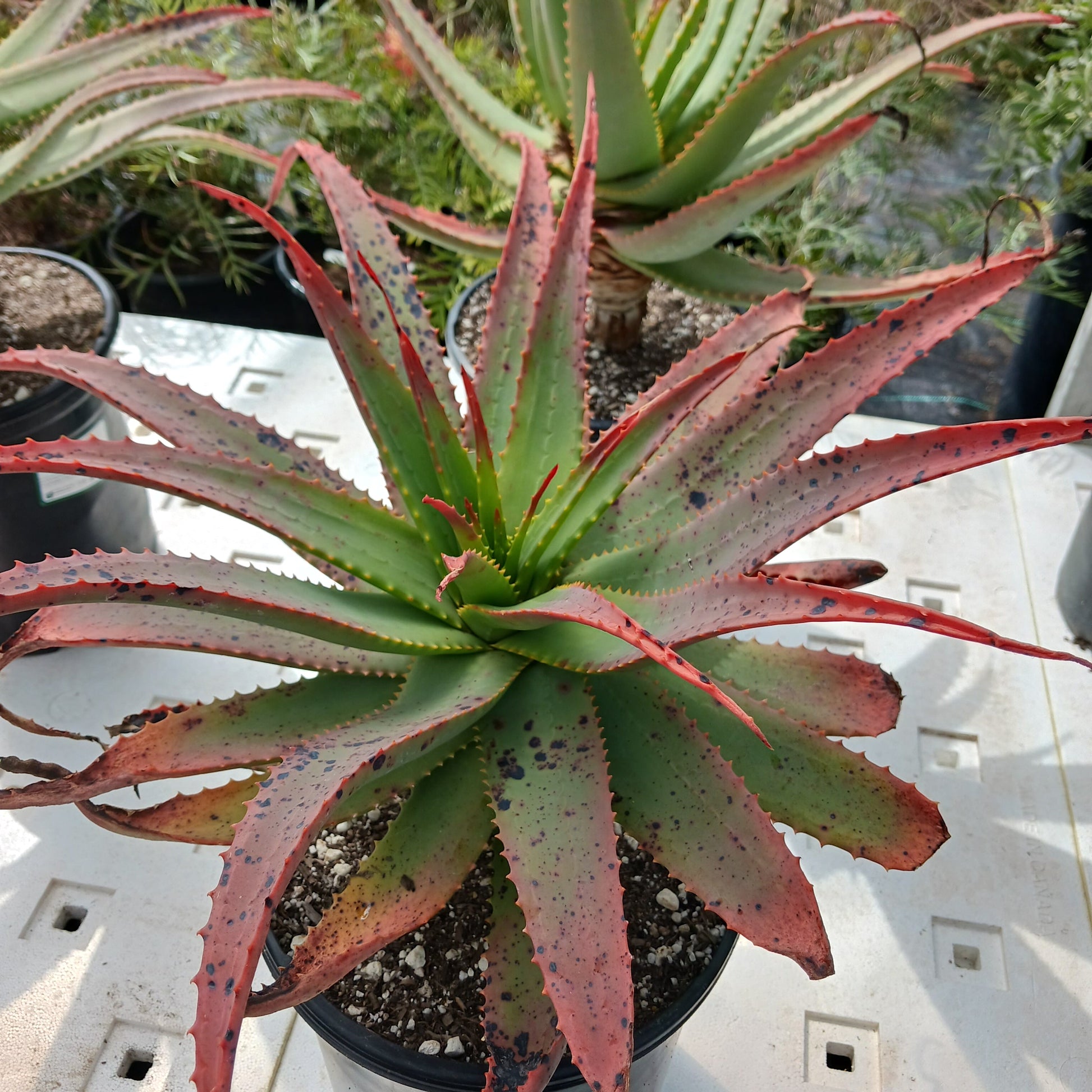 top view of Aloe "Malibu Peach" 5ga