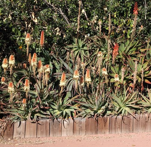Aloe "Malibu Peach" - 5ga