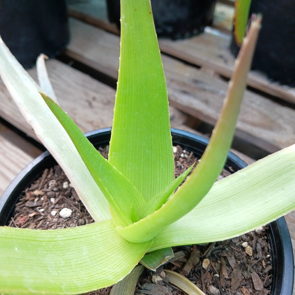 Aloe manandonae