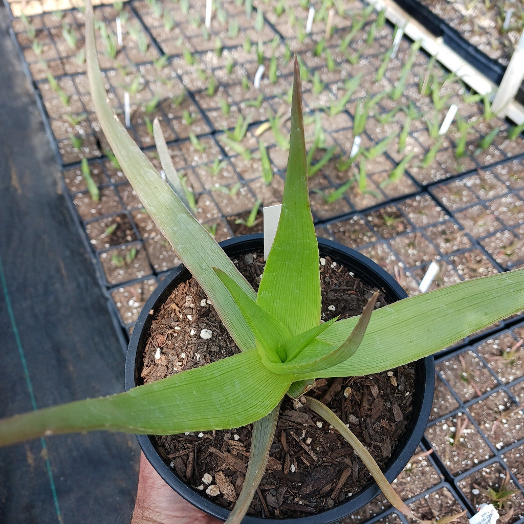 Aloe manandonae