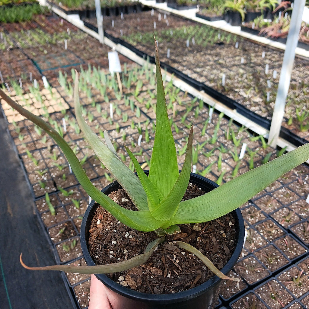 Aloe manandonae