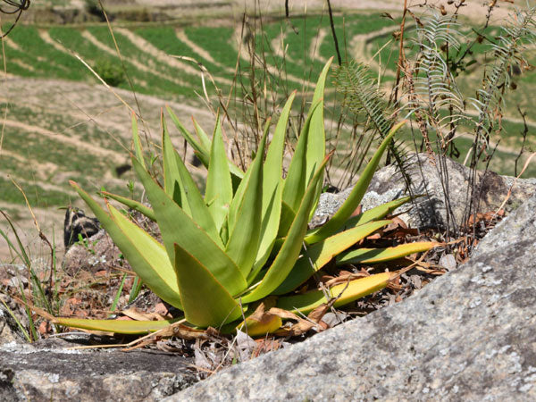 mature Aloe manandonae in the wild