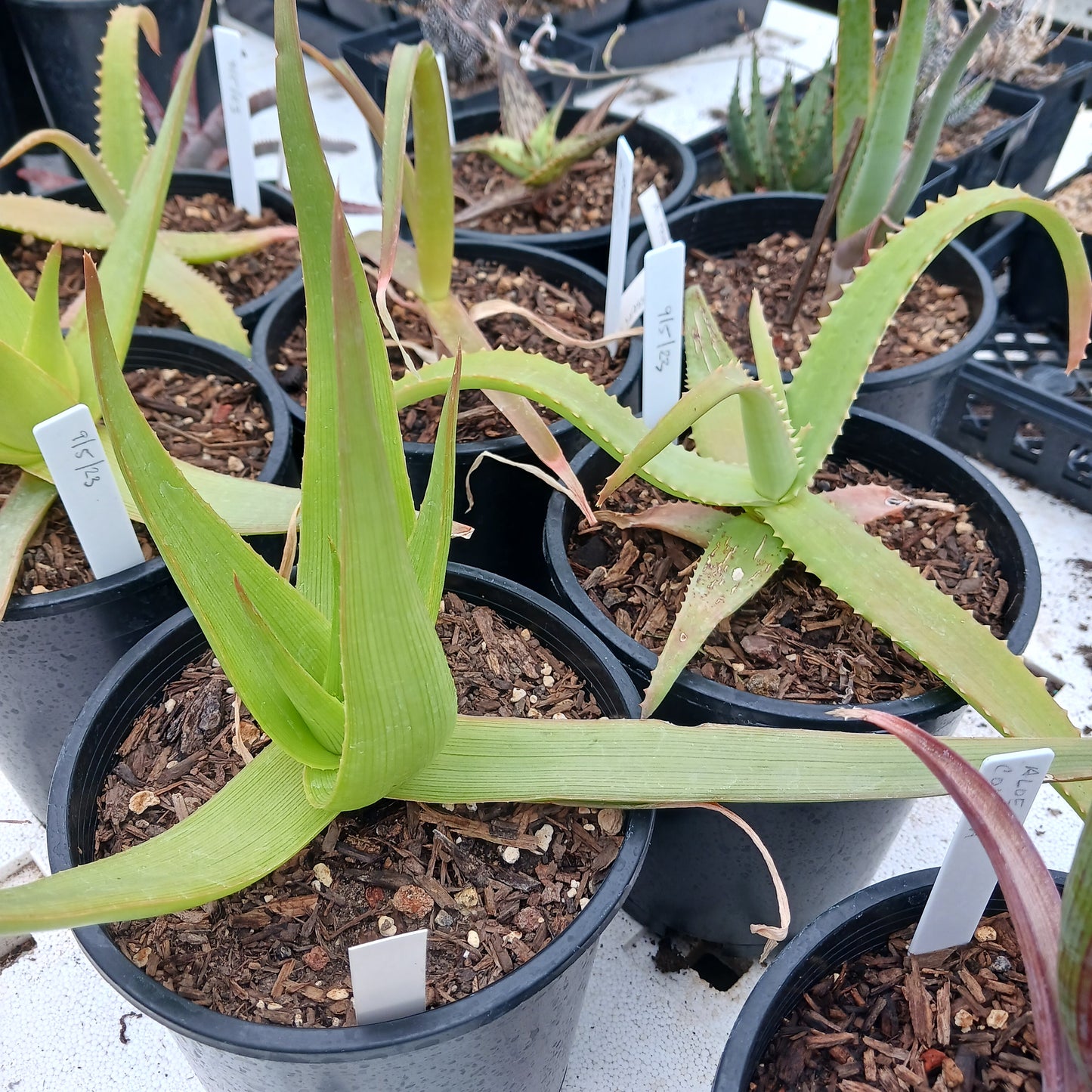 Aloe manandonae