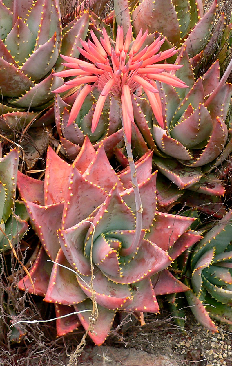 Aloe mitriformis